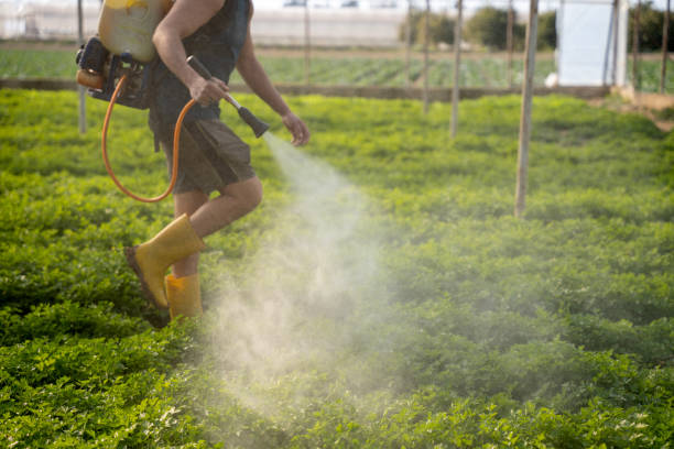 Best Wasp Removal Services  in Franklinville, NC