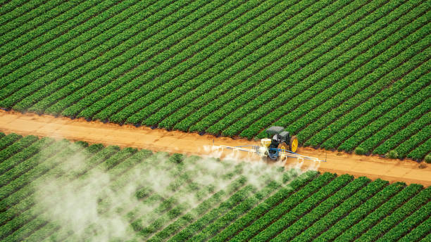 Best Ant Control Services  in Franklinville, NC