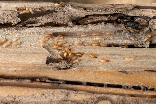 Best Commercial Pest Control Services  in Franklinville, NC