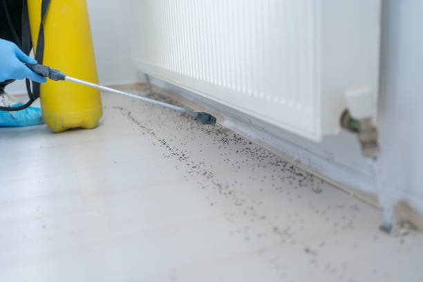 Professional Pest Control in Franklinville, NC